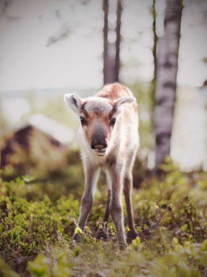 Beautiful Rural Experience With Reindeer Villa Tervola Екстериор снимка