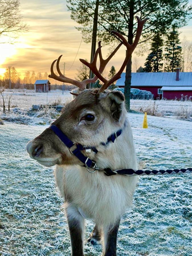 Beautiful Rural Experience With Reindeer Villa Tervola Екстериор снимка