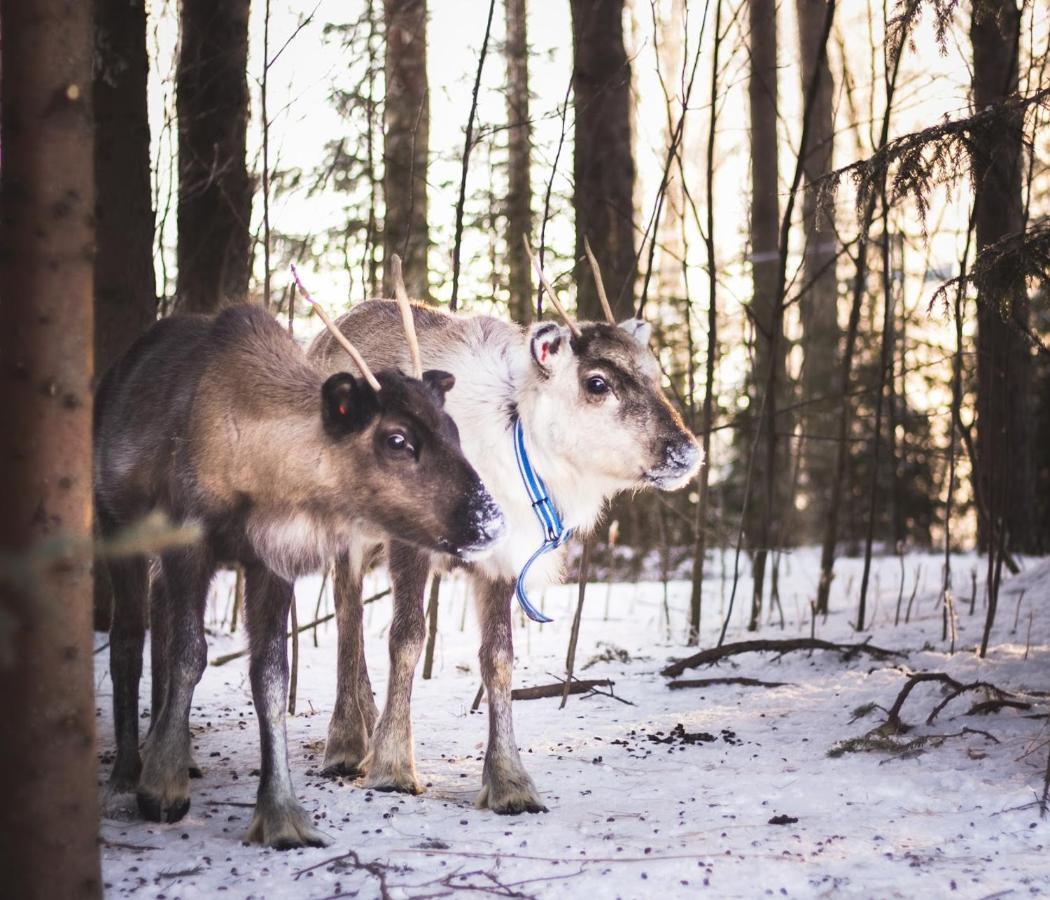 Beautiful Rural Experience With Reindeer Villa Tervola Екстериор снимка